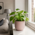Epipremnum Aureum – Golden Pothos Devil’s Ivy Houseplant in 12cm Pot Plants By Post UK