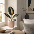 Ficus Robusta Rubber Plant 17cm Pot – Easy Care Indoor Houseplant Plants By Post