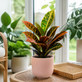 Croton Petra Josephs Coat 12cm Pot Plants By Post