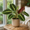 Matt Pink Ceramic Pot
