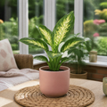 Dieffenbachia Compacta Dumb Cane 12cm Pot Plants By Post