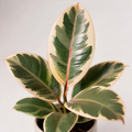 Ficus Tineke Rubber Plant 12cm Pot Plants By Post