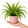 Nephrolepis Boston Fern in a Decorative Ceramic Pot Plants By Post UK