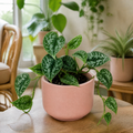 Scindapsus Pictus Trebie Pothos 12cm Pot Plants By Post