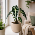 Alocasia Polly Elephant Ear 12cm Pot Plants By Post
