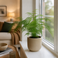 Asparagus Setaceus Lace Fern 12cm Pot Plants By Post