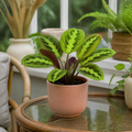 Maranta Lemon Lime Prayer Plant 12cm Pot – Variegated Indoor Houseplant The Rose Press Garden