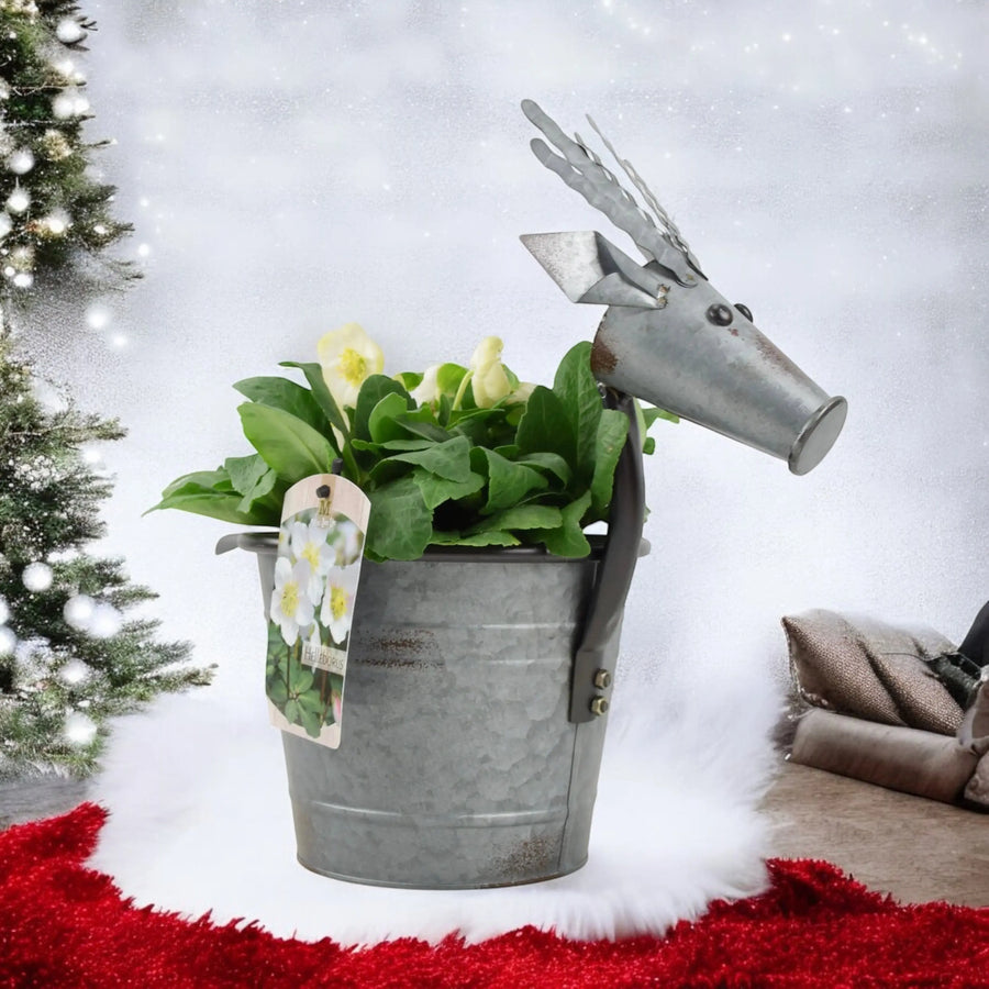 Metal Reindeer With Hellebore Plant Fargro