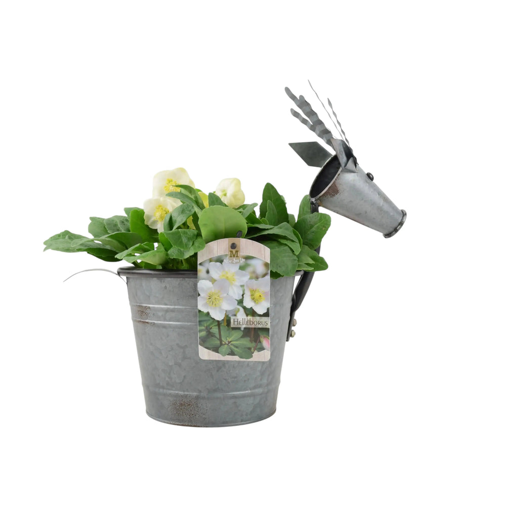 Metal Reindeer With Hellebore Plant Fargro