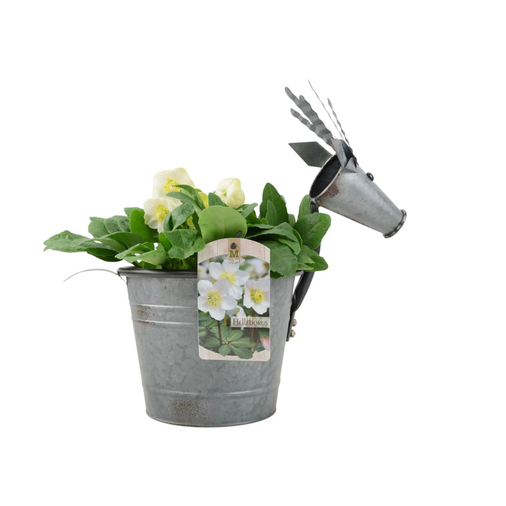 Metal Reindeer With Hellebore Plant Fargro