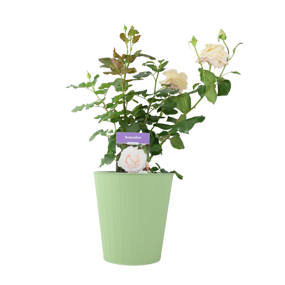 Remember Rose – 5.5L Pot – Fragrant Creamy Peach Hybrid Tea Rose Plants By Post