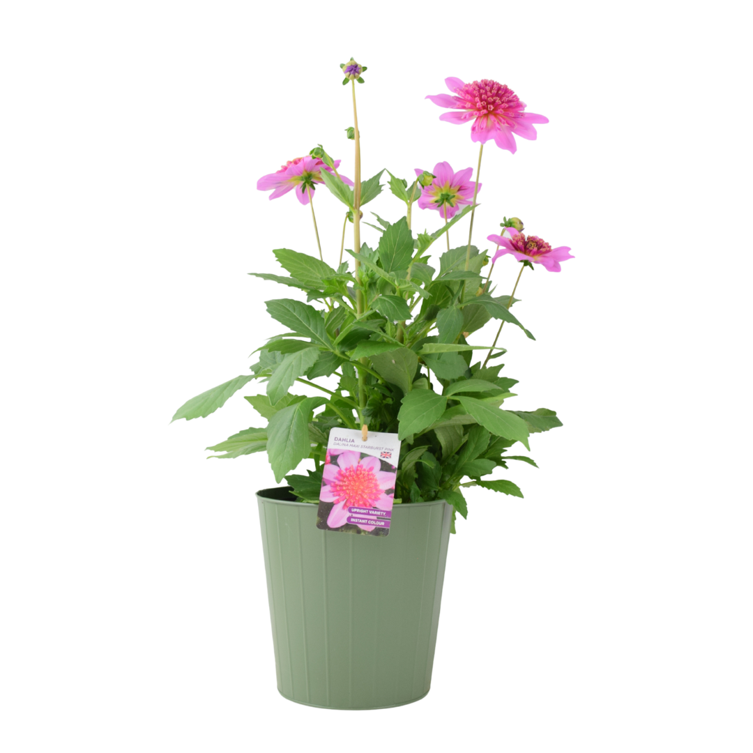 Dahlia Dalina Maxi Starburst Pink 3.2L Pot – Vibrant Pink Anemone Dahlia Plants By Post