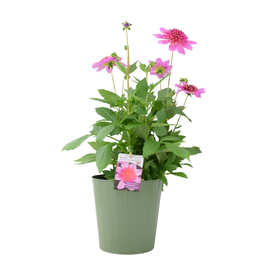 Dahlia Dalina Maxi Starburst Pink 3.2L Pot – Vibrant Pink Anemone Dahlia Plants By Post