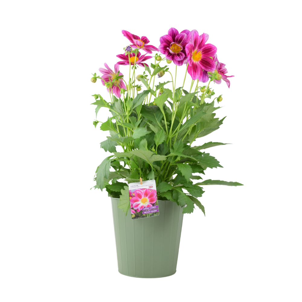 Dahlia Summer Bees Purple Bicolour – 3.2L Pot – Pollinator-Friendly Patio Dahlia Plants By Post