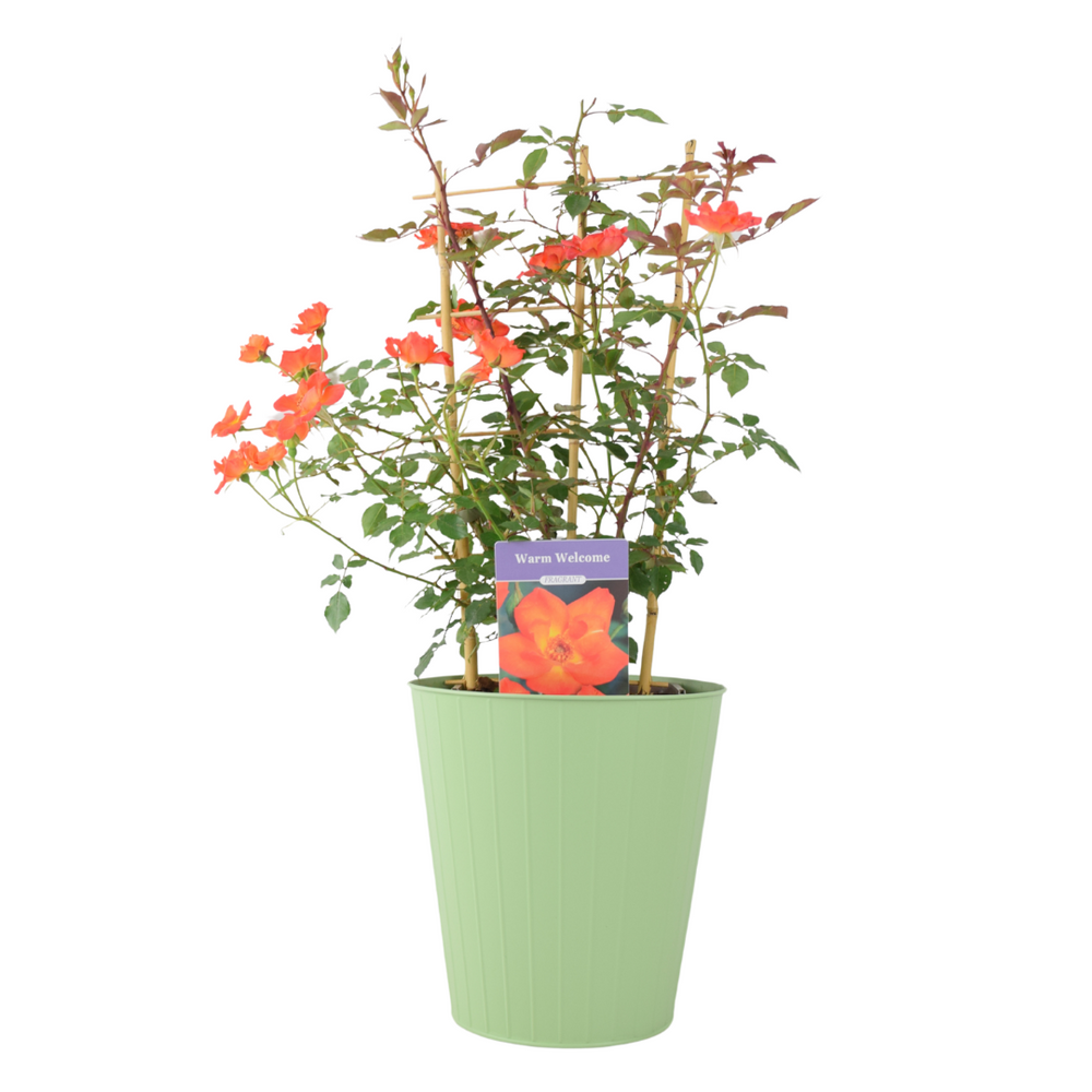 Warm Welcome Rose – 5.5L Pot – Compact Orange Climbing Rose Plants By Post