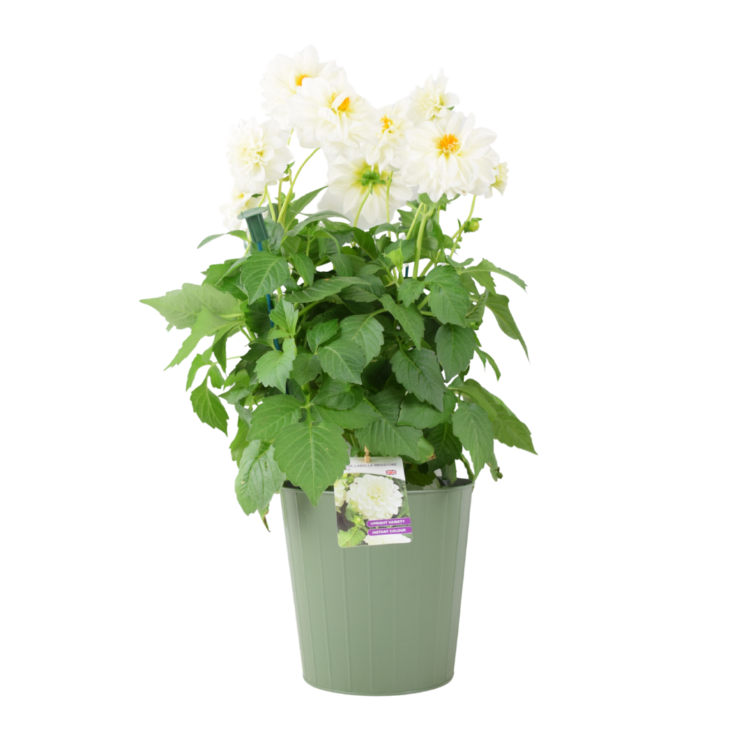 Dahlia Labella Maggiore White – 3.2L Pot – Prolific White Patio Dahlia Plants By Post