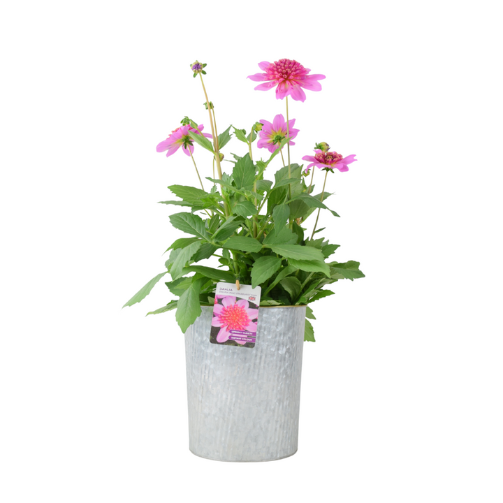 Dahlia Dalina Maxi Starburst Pink 3.2L Pot – Vibrant Pink Anemone Dahlia Plants By Post