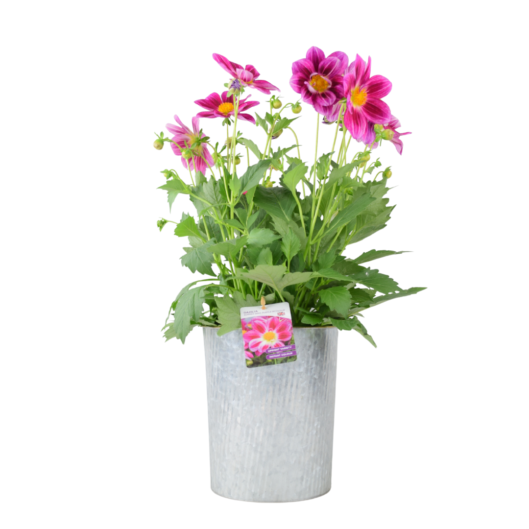 Dahlia Summer Bees Purple Bicolour – 3.2L Pot – Pollinator-Friendly Patio Dahlia Plants By Post