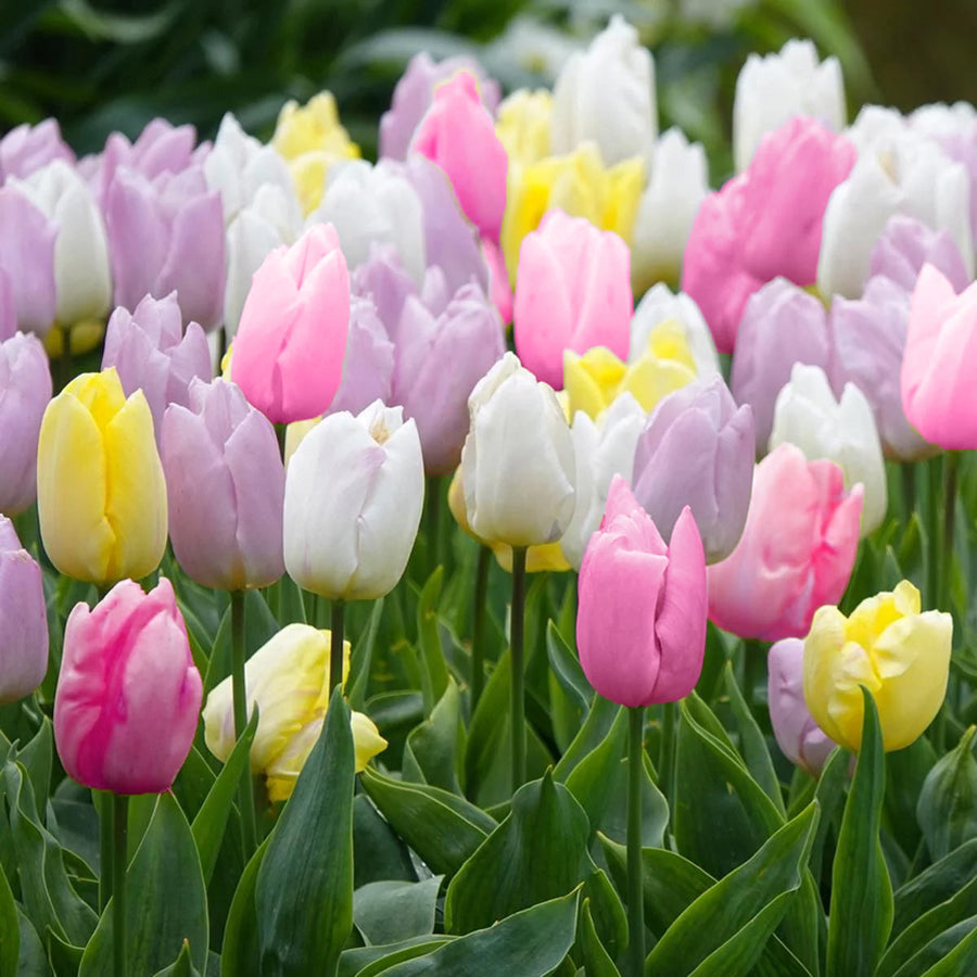 Sugared Almonds Mix (30 bulbs) The Rose Press Garden