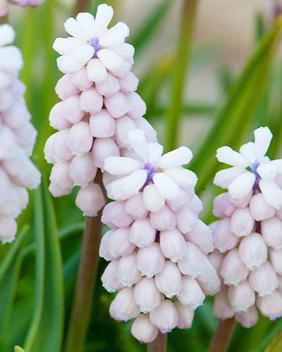 Muscari 'pink sunrise' (10 Bulbs) Plants By Post