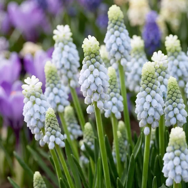 Muscari Esther – Pack of 25 Blue Grape Hyacinth Bulbs