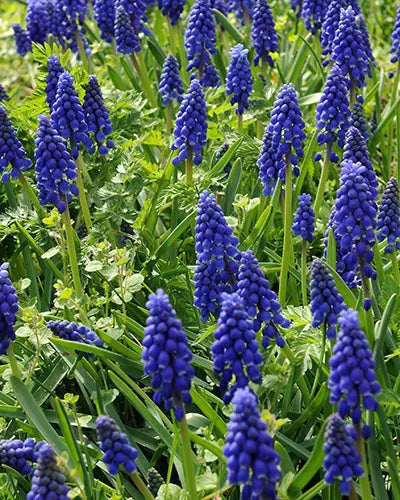 Muscari Armeniacum – Pack of 25 Blue Grape Hyacinth Bulbs