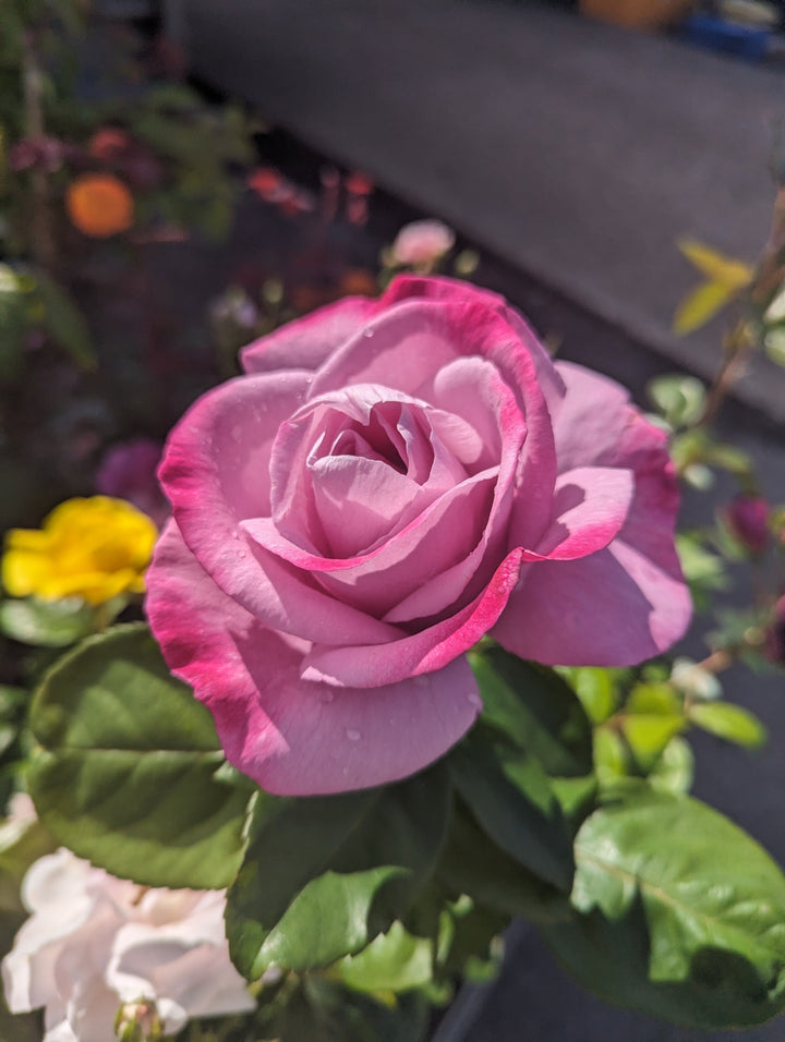 My Lovely Dad Plants By Post