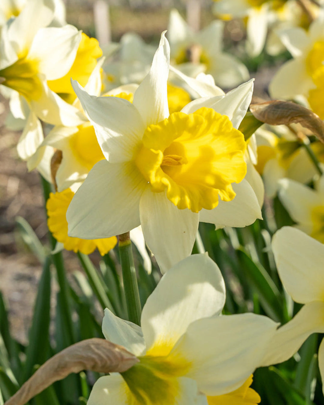 Daffodil February Silver Bulbs - Elegant Early Spring Bloom The Rose Press Garden