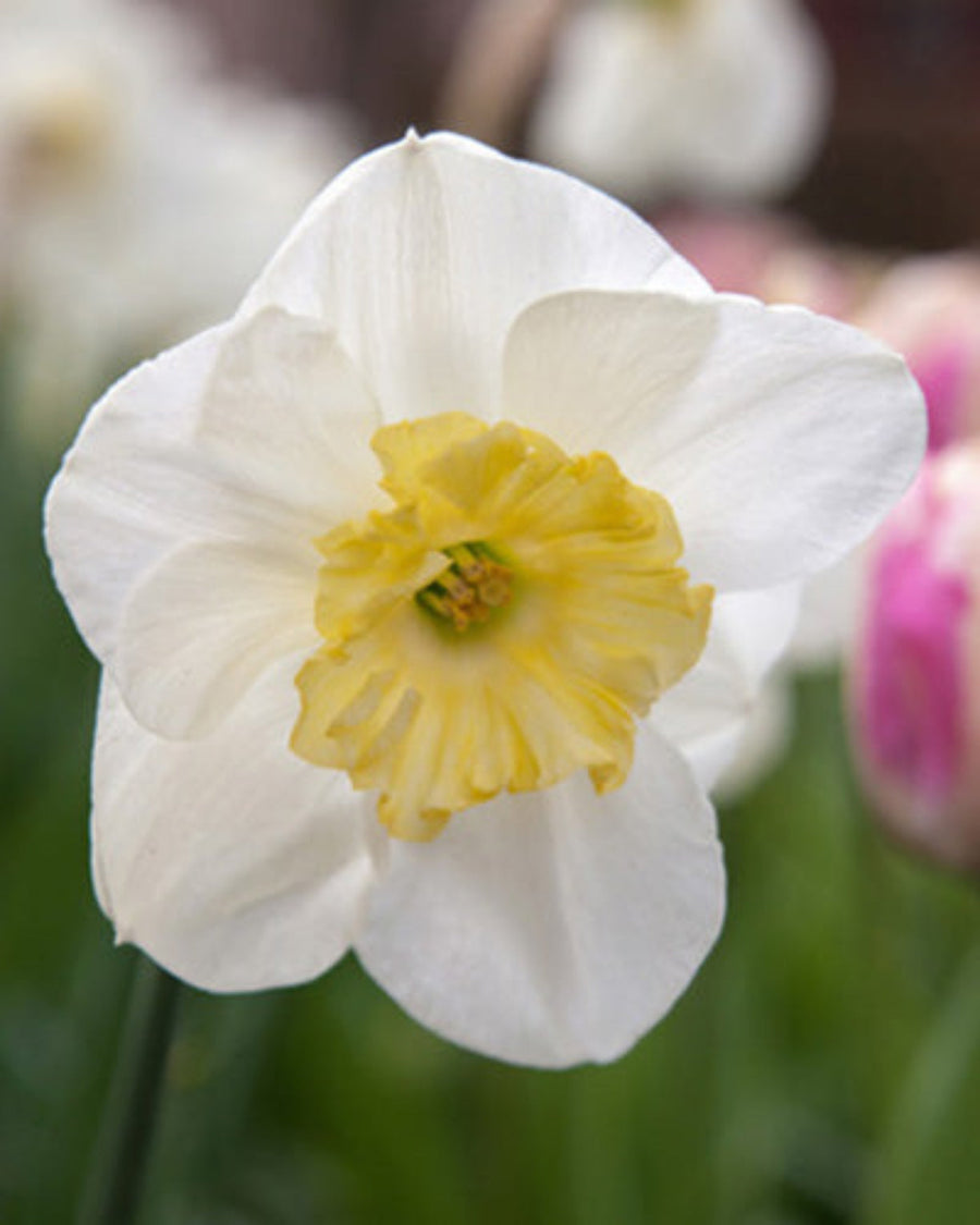 Daffodil Papillion Blanc Bulbs (10 bulbs) - Elegant White Butterfly Blooms The Rose Press Garden