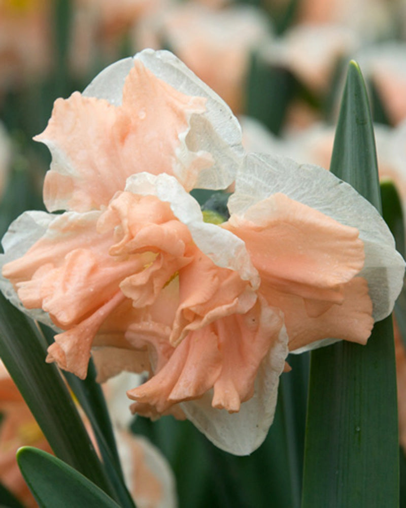 Narcissus Apricot Whirl (10 bulbs) – Soft Apricot and White Daffodils The Rose Press Garden