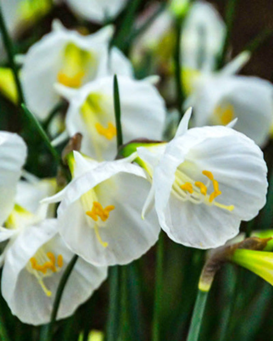 Daffodil White Petticoat Bulbs (10 bulbs) - Elegant Spring Flowering Narcissus The Rose Press Garden