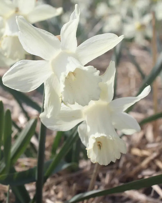 Narcissus Snow Baby – Pack of 15 White Spring Daffodil Bulbs