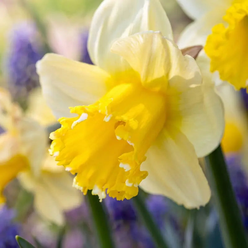 Narcissus Sugar Dipped – Pack of 15 White & Yellow Daffodil Bulbs