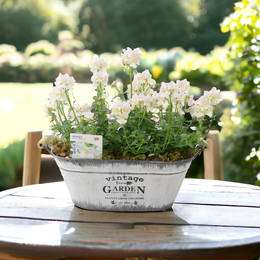 Nemesia Wisley Vanilla Vintage Trough