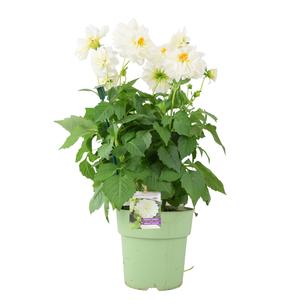 Dahlia Labella Maggiore White – 3.2L Pot – Prolific White Patio Dahlia Plants By Post