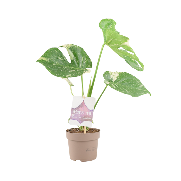 Monstera Thai Constellation – A Rare & Highly Sought-After Variegated Houseplant Plants By Post