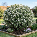 Hebe 'Sutherlandii' Compact Evergreen Garden Plant  2L Pot The Rose Press Garden