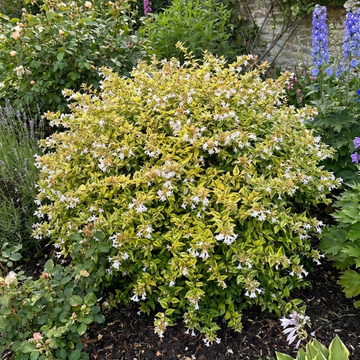 Abelia 'Francis Mason' Variegated Evergreen Garden Plant  Fragrant Pink Flowers  2L Pot The Rose Press Garden