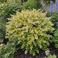 Abelia 'Francis Mason' Variegated Evergreen Garden Plant  Fragrant Pink Flowers  2L Pot The Rose Press Garden