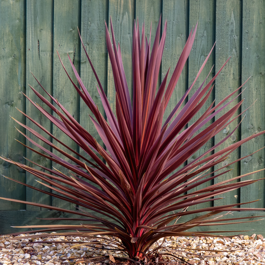Cordyline Red Star Architectural Evergreen Garden Shrub 2Ltr Pot The Rose Press Garden