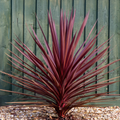 Cordyline Red Star Architectural Evergreen Garden Shrub 2Ltr Pot The Rose Press Garden