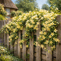 Jasminum nudiflorum Winter Jasmine - 2L Pot The Rose Press Garden