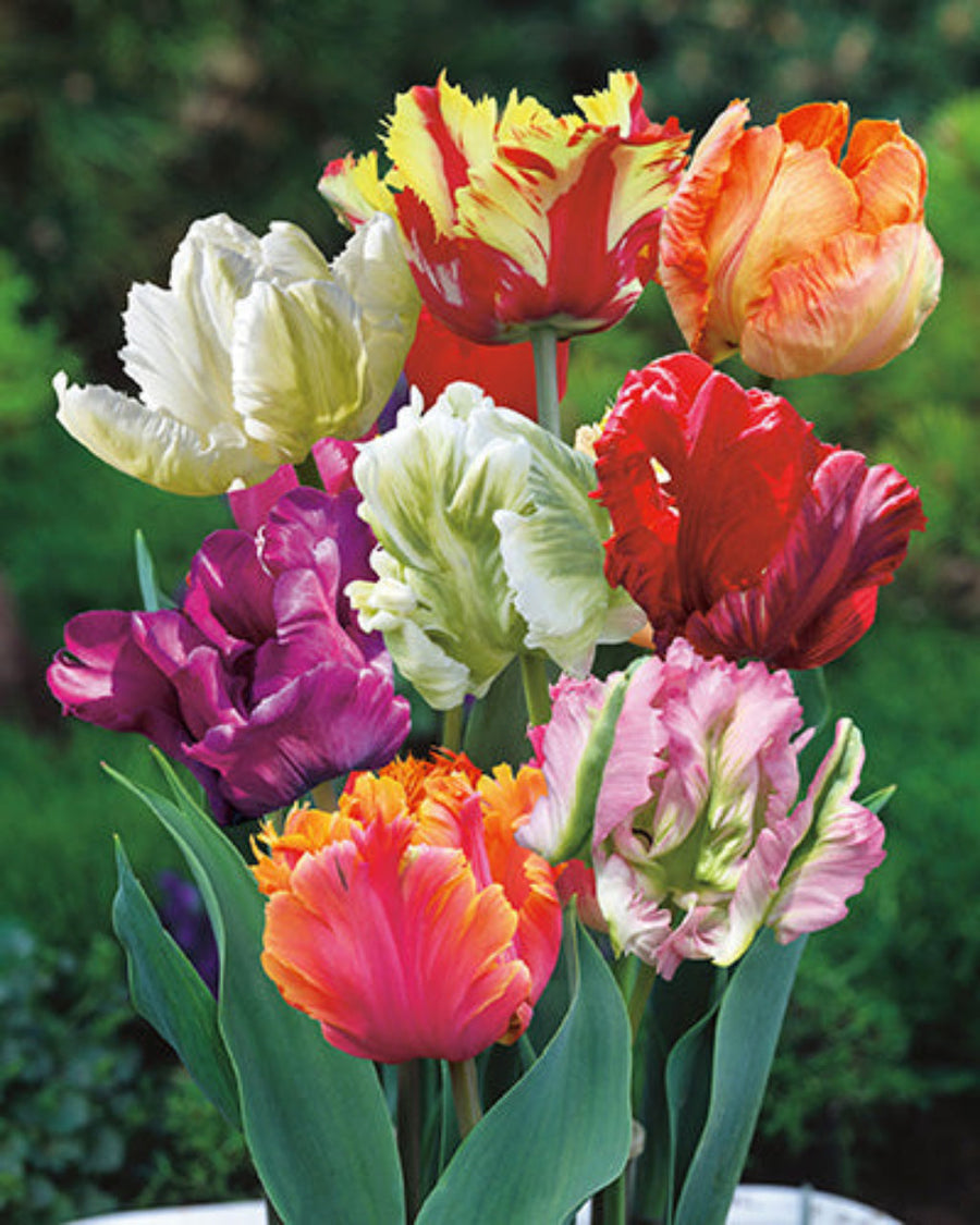 Tulip Parrot Mix Bulbs (15 bulbs) - Exotic Mixed Colours Parrot Tulips The Rose Press Garden