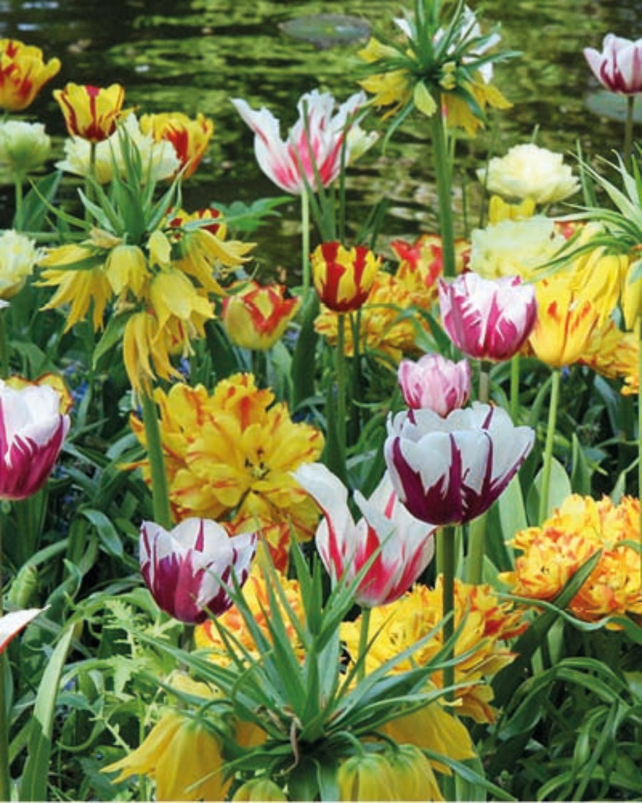 Painters Choice Tulip Bulbs (20 bulbs) The Rose Press Garden