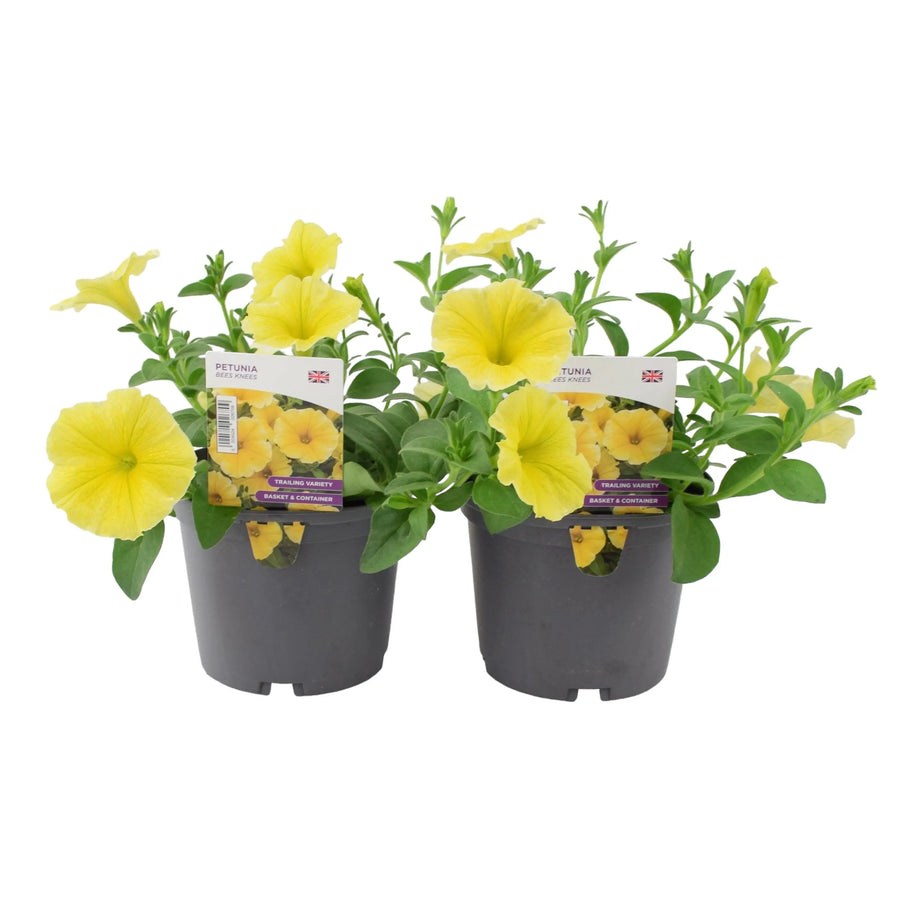 Petunia Bees Knees 1L Pot x 2 plants by post