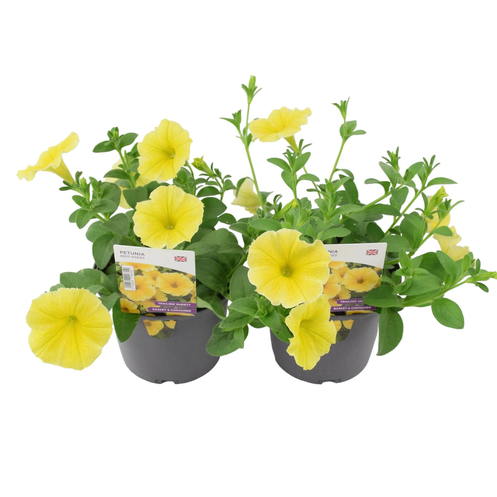 Petunia Bees Knees 1L Pot x 2 plants by post