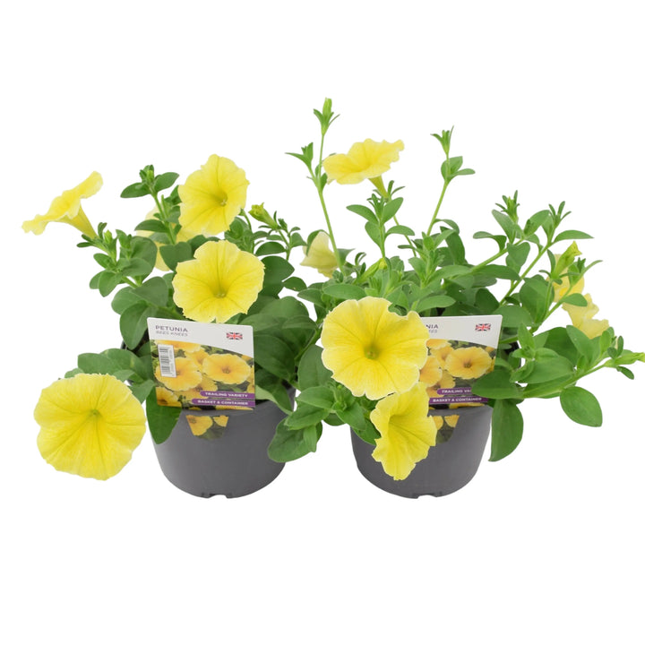Petunia Bees Knees 1L Pot x 2 plants by post