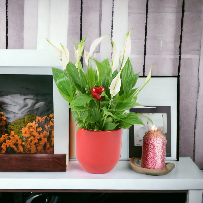 Spathiphyllum Peace Lily 12cm