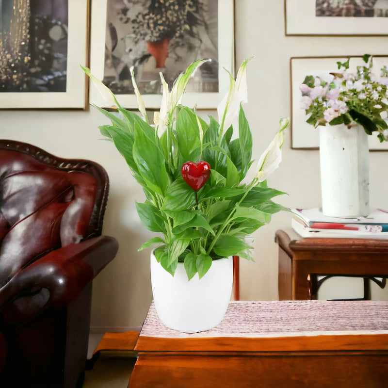 Spathiphyllum Peace Lily 12cm