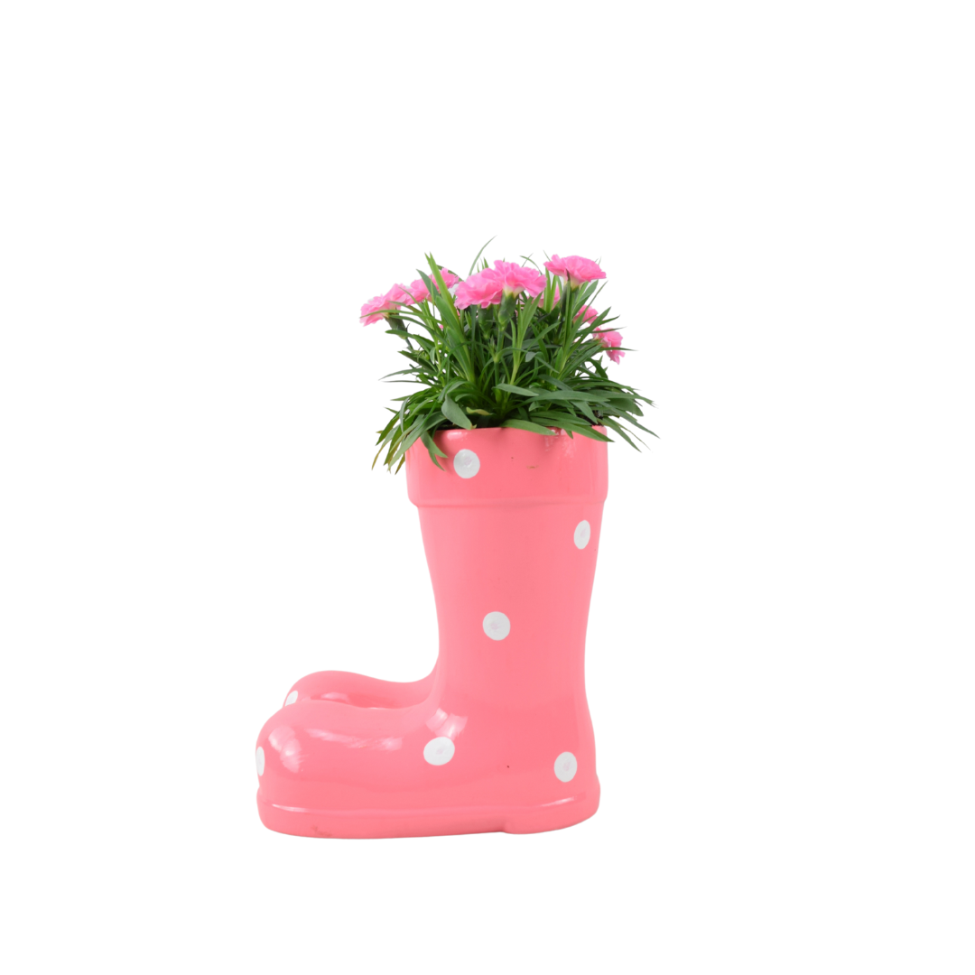 Close up detail of blooming pink Dianthus flowers inside a novelty ceramic boot pot